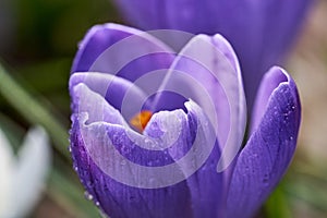 Beautiful Crocus with Water Droplets on Petals