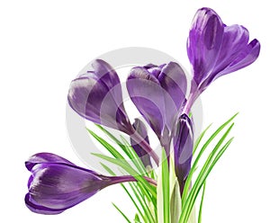 Beautiful crocus on white background - fresh spring flowers. selective focus