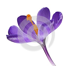 Beautiful crocus on white background - fresh spring flowers. Violet crocus flowers bouquet . selective focus