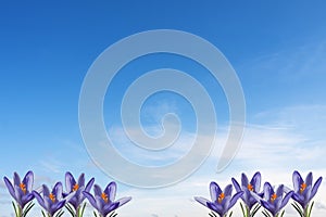 Beautiful crocuses on a background of blue sky