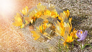 Beautiful crocuses flower growing on the dry grass, the first sign of spring. Seasonal easter sunny natural background.