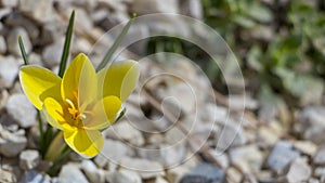 Beautiful crocuses flowers in garden. Spring yellow flowers crocuses