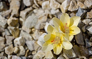 Beautiful crocuses flowers in garden. Spring yellow flowers crocuses