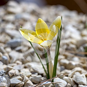 Beautiful crocuses flowers in garden. Spring yellow flowers crocuses