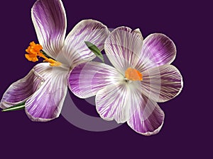 Beautiful Crocuses isolated on the dark violet background