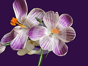 Beautiful Crocuses isolated on the dark violet background