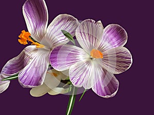 Beautiful Crocuses isolated on the violet background