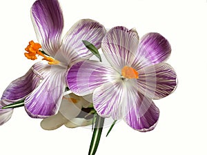 Beautiful Crocuses isolated on the white background