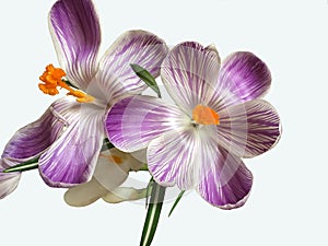 Beautiful Crocuses isolated on the white background