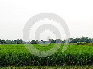 Beautiful crop field of Bangladesh.