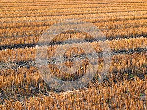 Beautiful crop-field (full size)