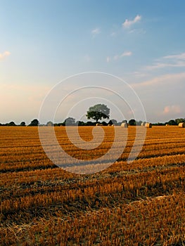Beautiful crop-field (middled)