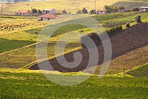 Beautiful crop field plantations in Oyacachi