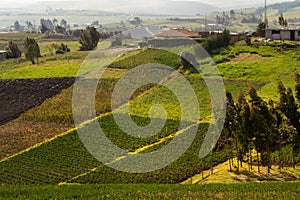 Beautiful crop field plantations in Oyacachi