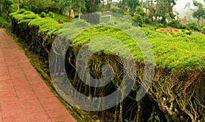 Beautiful cropped plants in the kodaikanal chettiar park.