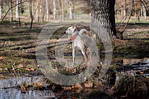 Beautiful crossbreed female dog standing next to a pond in autumn