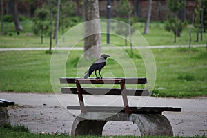 Beautiful crow on the bench