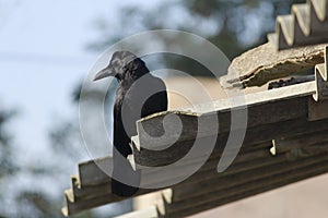 A beautiful crow on a old building roof. One of the widely seen bird in the world and communicative creature