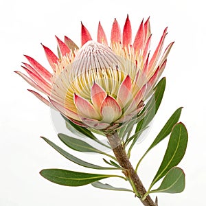 Crown flower beautiful flower isolated on white background photo