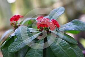 Beautiful Crown of Thorns flower