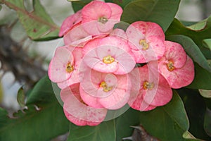 beautiful Crown of thorns in my garden