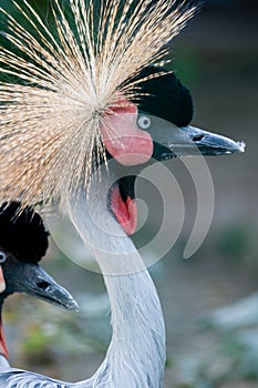 Beautiful crowned crane Balearica pavonina