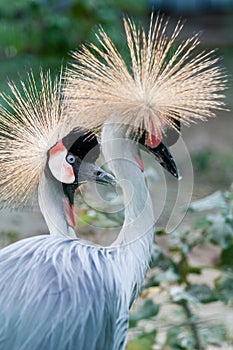 Beautiful crowned crane Balearica pavonina
