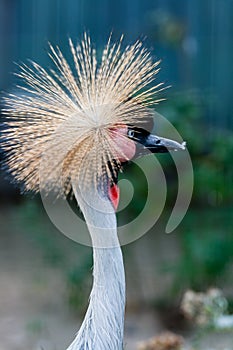 Beautiful crowned crane Balearica pavonina