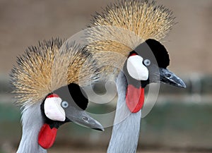 Beautiful Crowned Crane Birds photo