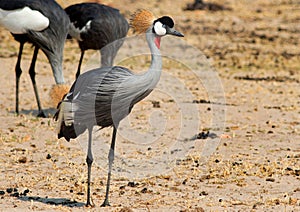 Beautiful Crowned Crane standing on the African Plains