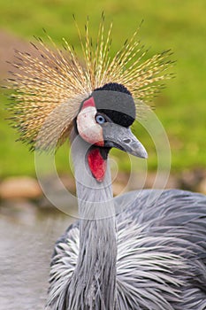 Beautiful crowned crane strutting across the meadow