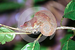 Beautiful Cryptic or blue-legged Chameleon (Calumma crypticum)