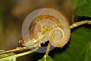 Beautiful Cryptic or blue-legged Chameleon (Calumma crypticum) photo