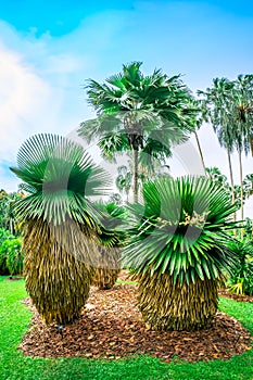 Beautiful Cuban Petticoat Palms at Singapore Botanic Gardens.