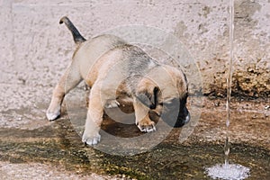 A beautiful and cuddly English mastiff puppy drinking water from a fountain