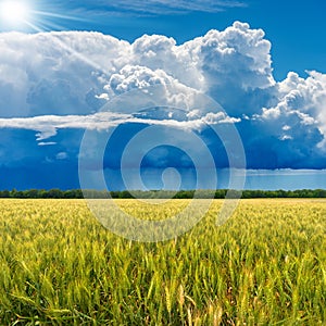 Beautiful Cumulus Clouds and Torrential Rain over a Wheat Field