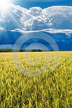 Beautiful Cumulus Clouds and Torrential Rain over a Wheat Field