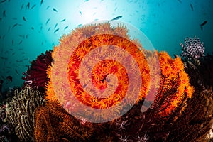 Beautiful Cup Corals on Reef