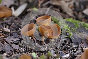 The beautiful cups Dumontinia tuberosa (syn. Sclerotinia tuberosa)