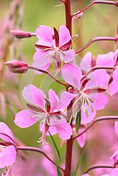 Beautiful curative fireweed flower pink blooming