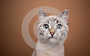 beautiful curious cat portrait on brown background