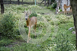 A beautiful curious fawn deer held in captivity approaching