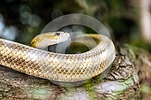 Beautiful and curious snake in Budapest zoo