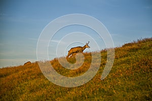 Krásny, zvedavý divoký kamzík pasúci sa na tatranských svahoch. Divoké zviera v horskej krajine.