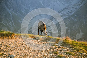 A beautiful, curious wild chamois grazing on the slopes of Tatra mountains. Wild animal in mountain landscape.