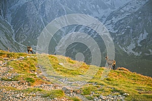 A beautiful, curious wild chamois grazing on the slopes of Tatra mountains. Wild animal in mountain landscape.