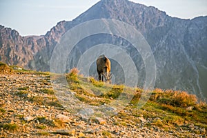 Krásný, zvědavý divoký kamzík pasoucí se na svazích Tater. Divoké zvíře v horské krajině.
