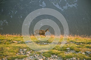 A beautiful, curious wild chamois grazing on the slopes of Tatra mountains. Wild animal in mountain landscape.