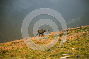 A beautiful, curious wild chamois grazing on the slopes of Tatra mountains. Wild animal in mountain landscape.