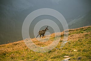 A beautiful, curious wild chamois grazing on the slopes of Tatra mountains. Wild animal in mountain landscape.